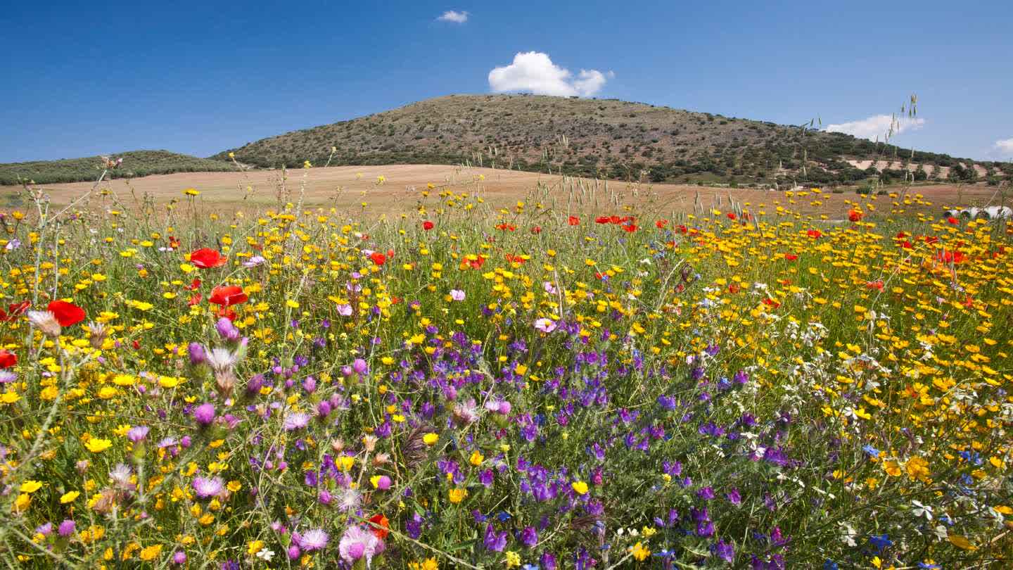 Flores en un campo
