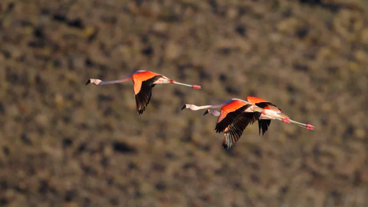Fomentando la Biodiversidad